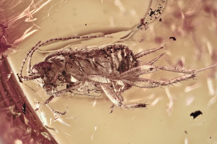 Detailed Fossil Cockroach (Blattodea) In Baltic Amber - Rare! #367326